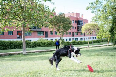 Sınır çobanı ağzı açık bir şekilde bakıcısı tarafından atılan diski yakalamaya çalışırken, genç bir kadın....