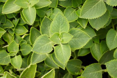 Hint borage veya Country borage veya Oreille veya Oregano veya Plectranthus amboinicus (Lour) olarak adlandırılır. Spreng. Sebze ve bitki..