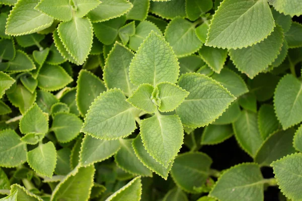 Het Heeft Vele Namen Genoemd Indiase Borage Country Borage Oreille — Stockfoto