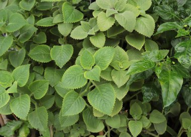 Bitki bahçesindeki kızılderili borularından. Country Borage, Oreille ve Oregano adında başka isimler de var. Kenarında bir fotoğraf çek..