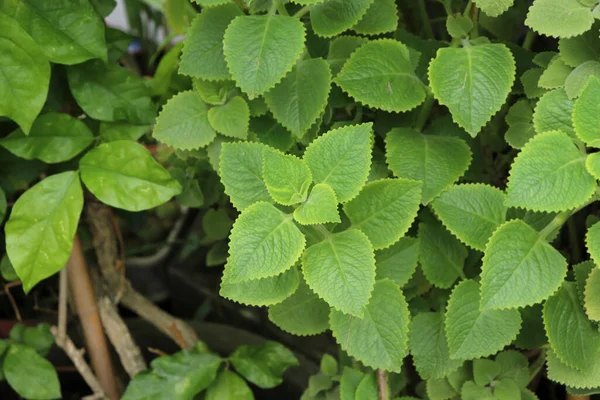 Bitki bahçesindeki kızılderili borularından. Ülke Borage, Oreille ve Oregano adında başka isimler de var..