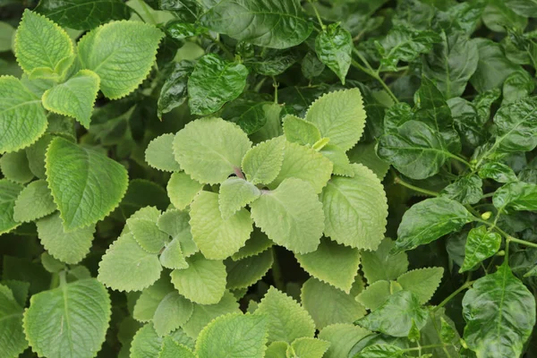 Bitki bahçesindeki kızılderili borularından. Ülke Borage, Oreille ve Oregano adında başka isimler de var..