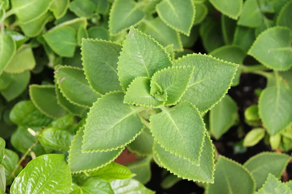 Hint borage veya Country borage veya Oreille veya Oregano veya Plectranthus amboinicus (Lour) olarak adlandırılır. Spreng. Sebze ve bitki..
