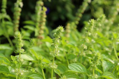Bahçede Tayland limonlu fesleğen ya da fesleğen çiçekleri.