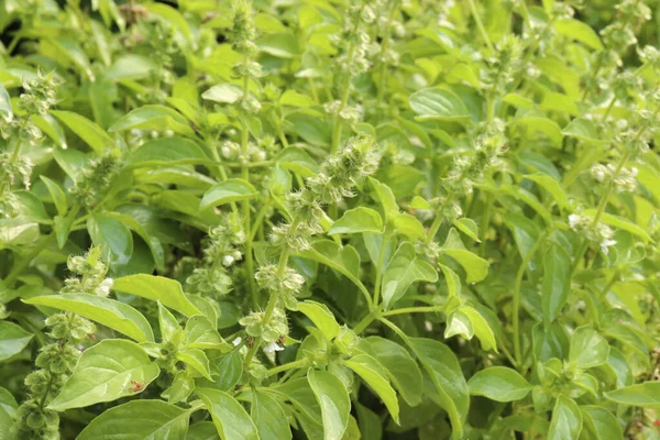 Tayland limonlu fesleğen ya da bahçede beyaz fesleğen.