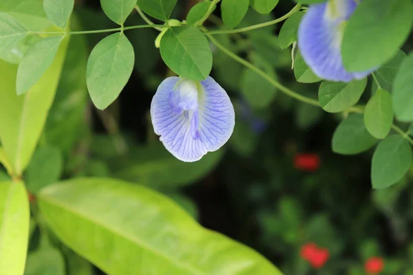 Bahçedeki mavi bezelye çiçeği. Asya güvercin kanatları, Bluebellvine, Kelebek bezelyesi, Cordofan bezelyesi ve Darwin bezelyesi olarak bilinir..