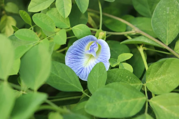 Modrý Hrášek Zahradě Známé Jako Asijské Holubí Křídla Bluebellvine Butterfly — Stock fotografie