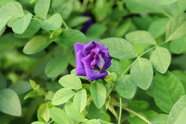 Bahçede bir bezelye çiçeği. Asya güvercin kanatları, Bluebellvine, Kelebek bezelyesi, Cordofan bezelyesi ve Darwin bezelyesi olarak bilinir..