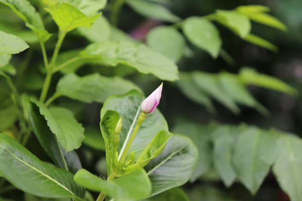 Bahçedeki Catharanthus gülü Bud. Her zaman yeşil olan bir çalılık ya da bitkisel bitki..
