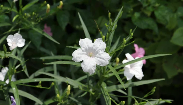 Beyaz Ruellias veya Wild petunas veya Acacthaceae veya Ruellia squarrosa (Fenzi) Cufod. Dışarıya küçük bir çalı dikilir..