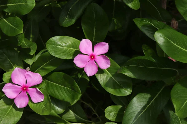 Bahçede çiçek açan pembe Catharanthus gülü. Her zaman yeşil olan bir çalılık ya da bitkisel bitki..