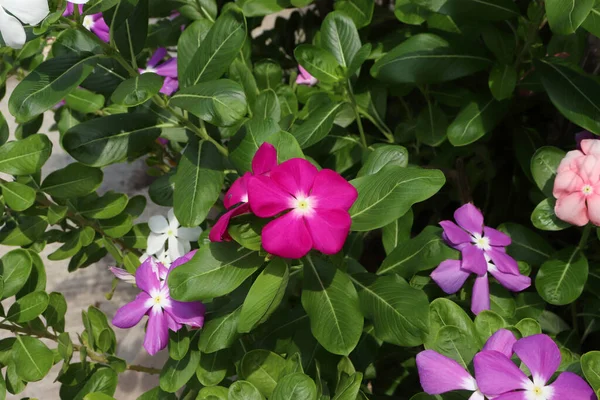 Koyu pembe Catharanthus gülü, sabah çiçek açıyor. Her zaman yeşil olan bir çalılık ya da bitkisel bitki..