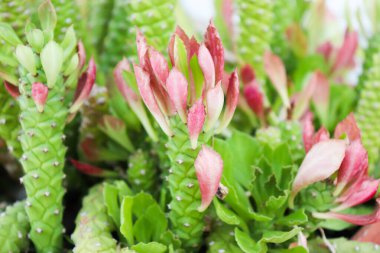 Bahçedeki süslü kenevir kaktüsü..