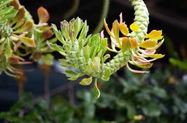 Bahçedeki süslü kenevir kaktüsü..