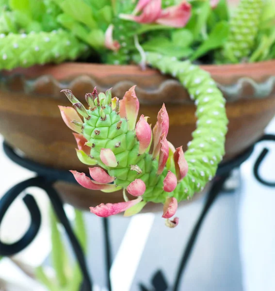 Cactus Cáñamo Ornamental Jardín Refrescante Una Maceta —  Fotos de Stock