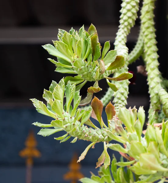 Växt Hampa Kaktus Trädgården Zooma Bilderna — Stockfoto