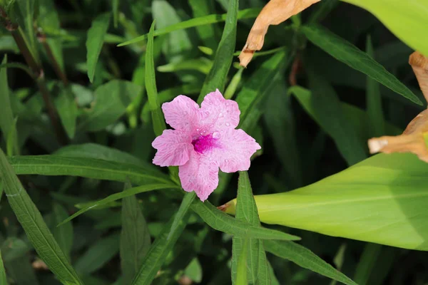 Ruellias veya Wild petunas veya Acacthaceae veya Ruellia squarrosa (Fenzi) Cufod.