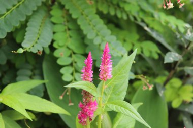 Gündüz vakti bahçede Pembe Celosia.