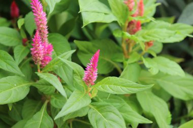 Gündüz vakti bahçede Pembe Celosia.