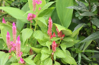 Gündüz vakti bahçede Pembe Celosia.