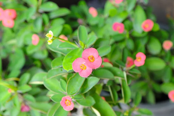 Bahçedeki Euphorbia milisinin pembe çiçekleri.