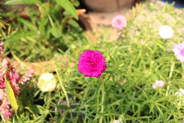 Portekiz 'de Purslane, Verdolaga, Pigweed, Little Hogweed veya Pusley olarak da bilinir..