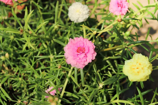 Portekiz 'de Purslane, Verdolaga, Pigweed, Little Hogweed veya Pusley olarak da bilinir..