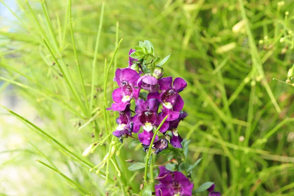 Angelonia goyazensis Benth 'in mor çiçekleri..