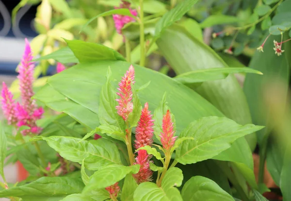 Kızıl Celosia bahçede..