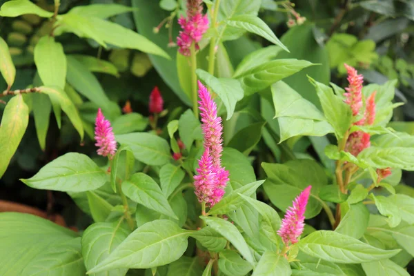 Gündüz vakti bahçede Pembe Celosia.