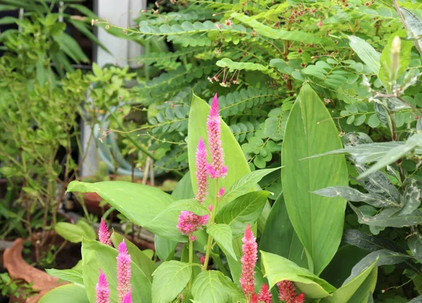 Gündüz vakti bahçede Pembe Celosia.