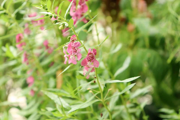 Angelonia goyazensis Benth 'in pembe çiçekleri..