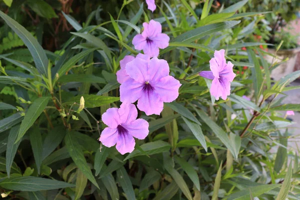 Purple Ruellias veya Wild petunas veya Acacthaceae veya Ruellia squarrosa (Fenzi) Cufod. Dışarıya küçük bir çalı dikilir. Güneş ışığını yansıtır..