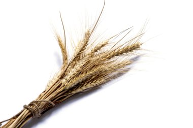 Beyaz bir arka plan buğday kulaklara demet