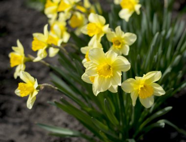 çiçek açması bahar bir parçası çiçekler