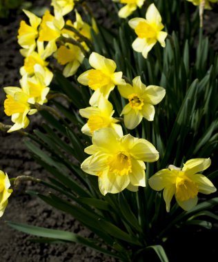  Güzel sarı çiçekler bahar