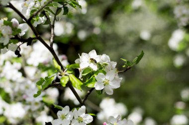 çiçek açması elma ağacı, arı nektar toplar.