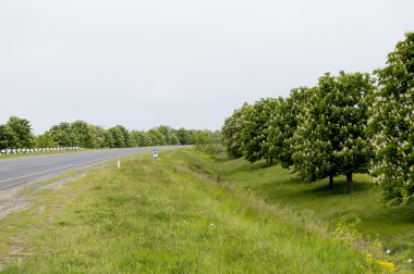 yol boyunca çiçek açması kestane bahar