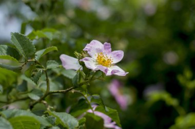 çiçek dogrose çiçek şube