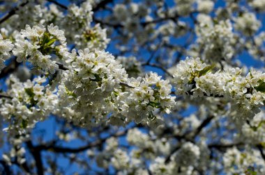 Ağaçlarının çiçek açması dalları çiçek bahar