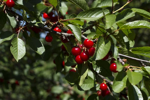 Υποκατάστημα της ώριμο κεράσι της ένα πρώιμο βαθμού — Φωτογραφία Αρχείου