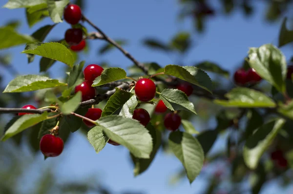Branch of red cherry in a sunny day — Φωτογραφία Αρχείου