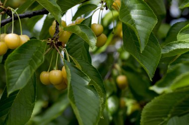 Beyaz tatlı kiraz Haziran ayında bir ağaç üzerinde şube