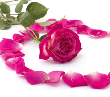 Gül lobları daire merkezi Scarlet rose
