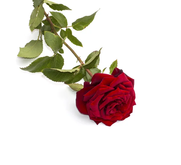 Bella rosa rossa su sfondo bianco — Foto Stock