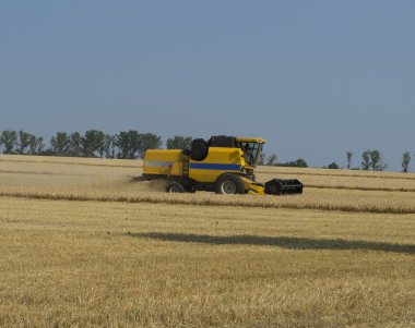 Arabayı tahıl alanında toplar