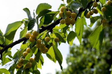 Beyaz tatlı kiraz, alt görünümü Şubesi