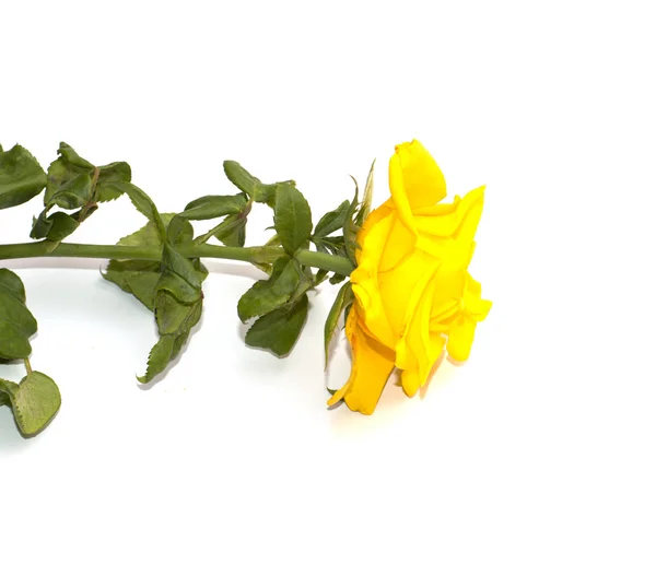 Жовта красива троянда на білому тлі — стокове фото