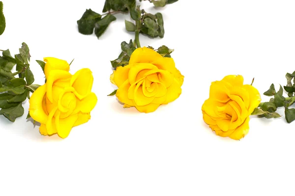 Три жовті троянди на білому тлі — стокове фото