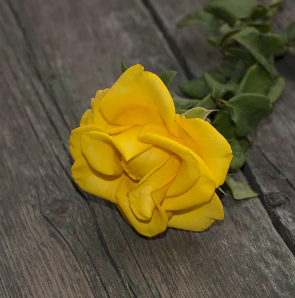 Одна жовта троянда на царському дерев'яному столі — стокове фото